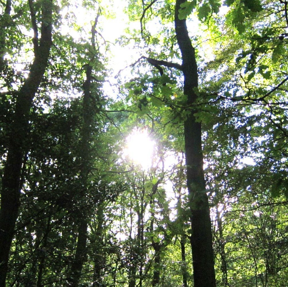 Introduction to Forest Bathing