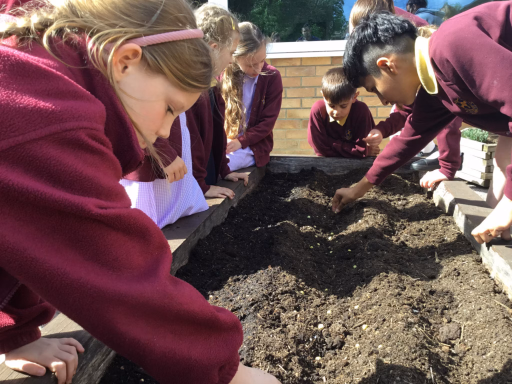 Students planting peas in a raised bed as part of an after school club.